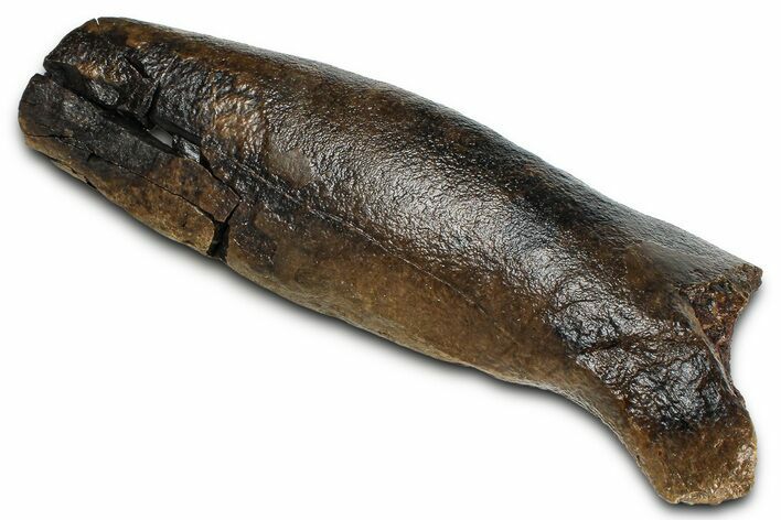 Fossil Tyrannosaur (T rex) Partial Metatarsal - Wyoming #382558